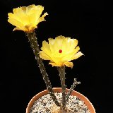 Pterocactus tuberosus (geophytic cactus) available 8.5cm and 10.5cm Ø